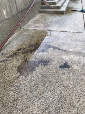 長門周辺 アオリイカ釣果