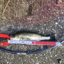 朝夕満ち潮狙い