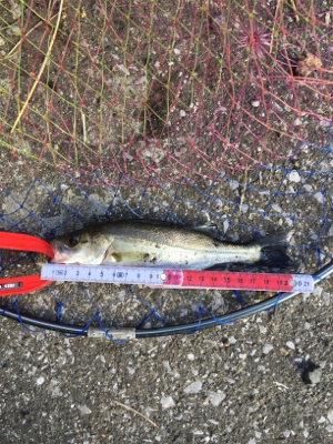 朝夕満ち潮狙い