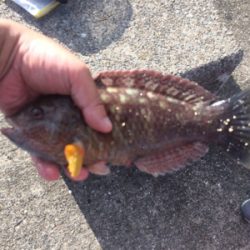 平磯再開第一戦