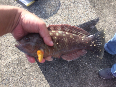 平磯再開第一戦