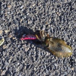 濁りがあった中釣れました