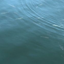 アジングまたしても失敗