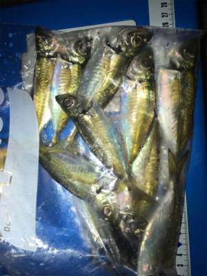 もうすぐメバルの季節か？