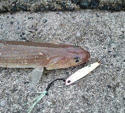 2018年10月14日釣行in野北漁港