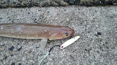 2018年10月14日釣行in野北漁港