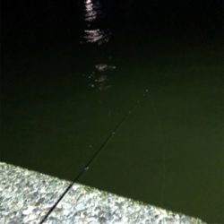 アジングのつもりが…