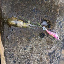 秋イカエギング