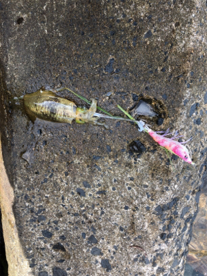 秋イカエギング