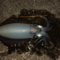 台風後エギング