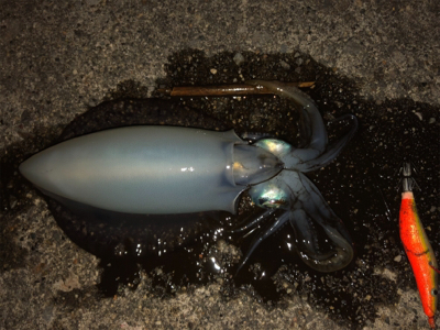 台風後エギング