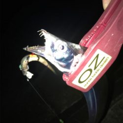 アジングのちに、タチウオ…