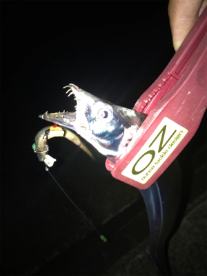 アジングのちに、タチウオ…