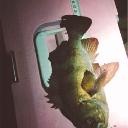 エンジョイライトゲーム!