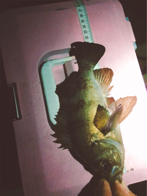 エンジョイライトゲーム！