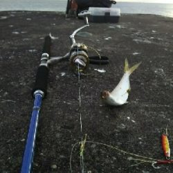 ジグでコノシロ1,2,3