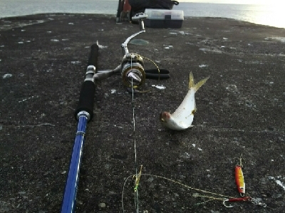 ジグでコノシロ1,2,3