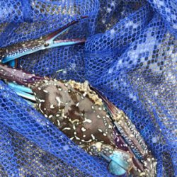 台風直後の樋島釣行