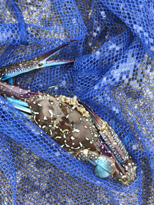 台風直後の樋島釣行