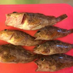 マイワシ湧いてる！