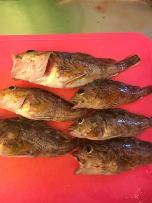 マイワシ湧いてる！