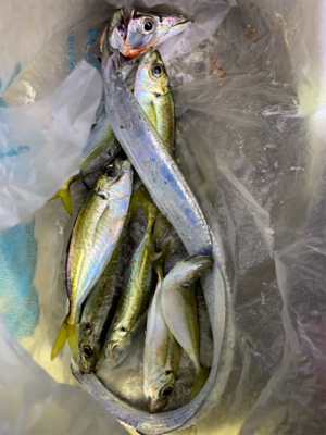 ジグサビキ→ワインド