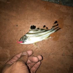 釣り予定じゃなかったけど