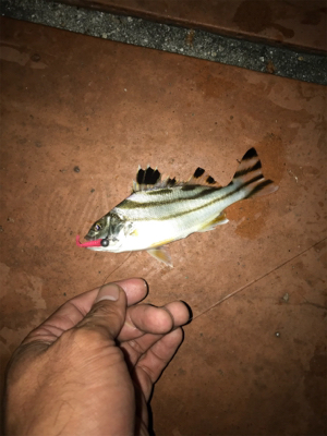 釣り予定じゃなかったけど