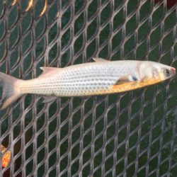 会社の後輩と遊魚センターで