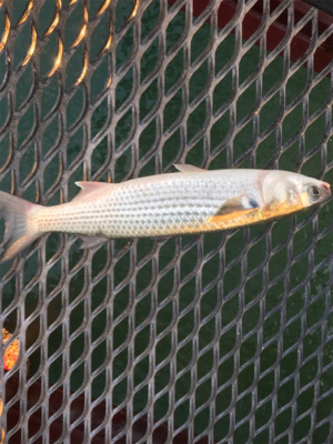 会社の後輩と遊魚センターで