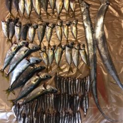 サビキ大漁