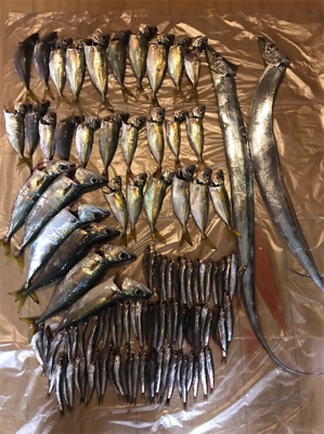 サビキ大漁