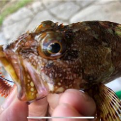 朝まずめロック♪