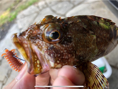 朝まずめロック♪