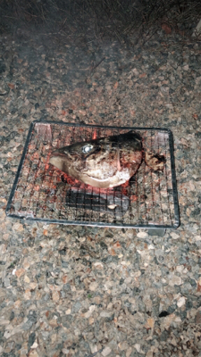 メジロキャッチ！