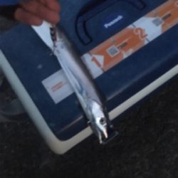 ウミガメにご注意を。