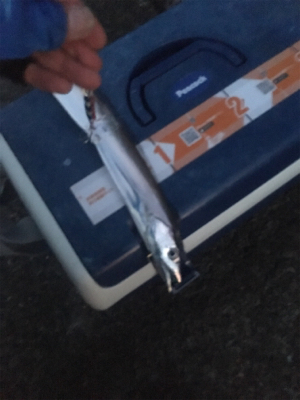 ウミガメにご注意を。