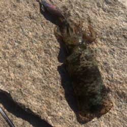 この時期にしたらいいサイズ