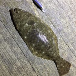 マゴチ70cm！2.1kg