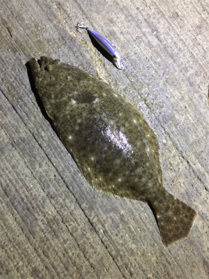 マゴチ70cm！2.1kg