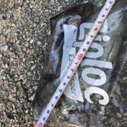 久しぶりのアオリイカ(^｡^)