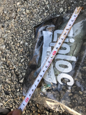 久しぶりのアオリイカ(^｡^)