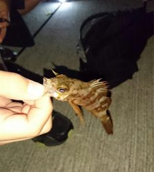 アジング&根魚釣り