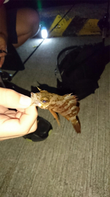 アジング&根魚釣り