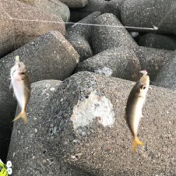 ルアーで5目釣り、達成！