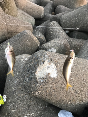 ルアーで5目釣り、達成！