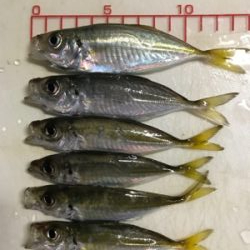 久しぶりにアジング