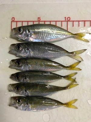 久しぶりにアジング