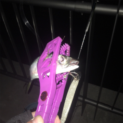 鶴浜緑地でアジとタチウオの偵察