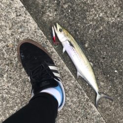 のませのはずが、、、、